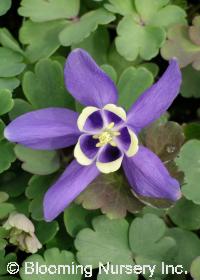 Aquilegia sibirica